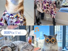 -怪兽屋·羊驼·猫咖·狗咖(俊华广场店)