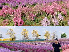 -天适樱花悠乐园