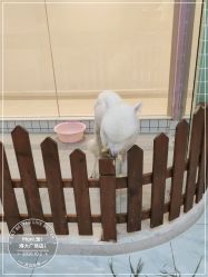-Moni星球萌宠·小马宝莉·灵蛇·高端高阶全萌宠互动体验俱乐部(红豆国际广场店)