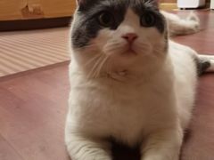 -MOCHA明星猫咖(田子坊店)