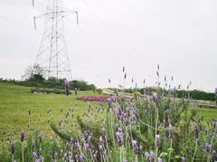 -紫颐香薰山谷景区