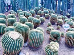 -南山植物园
