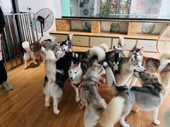-Husky Go! 哈士奇体验馆·宠物咖啡厅狗咖
