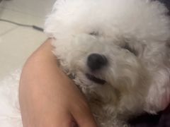 -瑞派福兴宠物医院犬猫全科·骨科·中西医结合(河东店)
