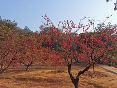 -南国桃园旅游度假区