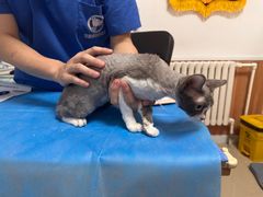 -宠福鑫动物医院(望京分院)