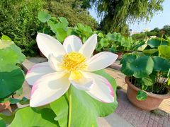 -莲花池公园