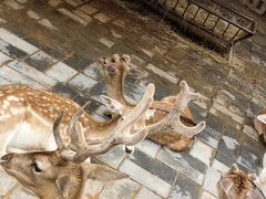 -西安秦岭野生动物园