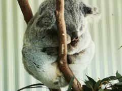 -费瑟代尔野生动物园