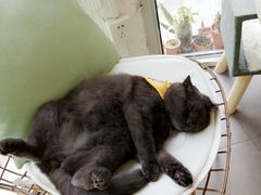 大堂-有猫主题·治愈系猫咖(曾厝垵店)