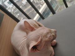 -喵园·猫主题咖啡厅·撸猫·猫咖(国贸店)