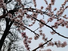 -桃花堤公园