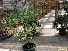 -万源龙顺度假庄园生态观光园