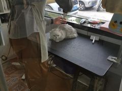 -糯米喵星人总部直营旗舰店·猫舍·幼猫出售