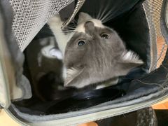 -千城康桥宠物医院·猫科·骨科·心脏