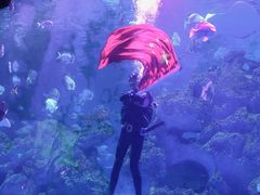 -芜湖新华联大白鲸海洋公园