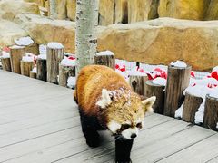 -北京野生动物园