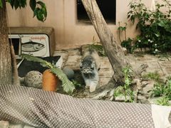 -青藏高原野生动物园