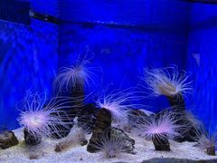 -上海海洋水族馆