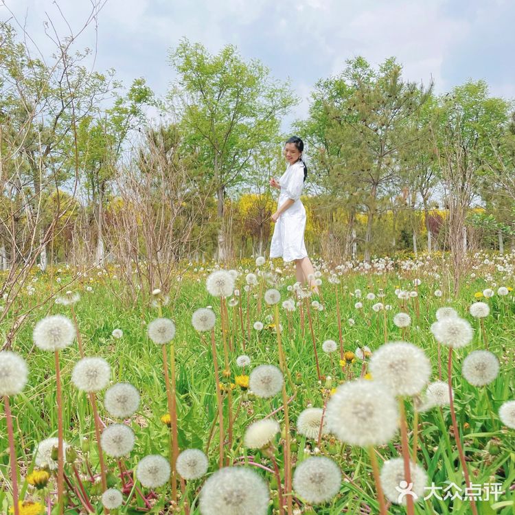 小众的秘密花园—会飞的蒲公英花海
