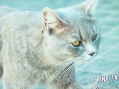 -猫岛主趣味餐厅(鼓浪屿店)