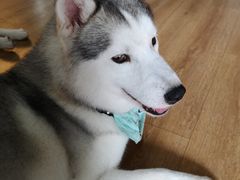 -Husky Go! 哈士奇体验馆·宠物咖啡厅狗咖