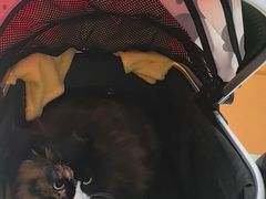 -宠福鑫动物医院(望京分院)