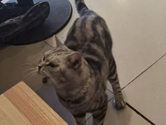 -平行世界·猫咖(首经贸店)