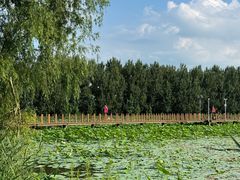 -白渔泡湿地公园