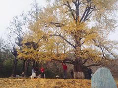 -千年银杏谷文化旅游区