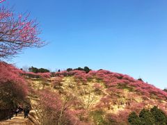 -新建村梅花