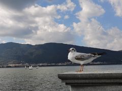 -海埂大坝