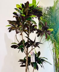 -盼兮·日式美睫沙龙