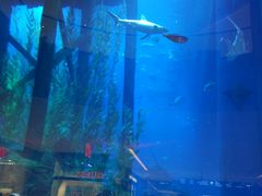 -迪拜帆船酒店海底餐厅