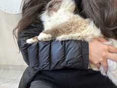 -楼上猫咖(罗湖店)