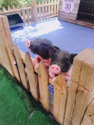 -萌宠亲子动物乐园(槐房万达店)