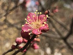 -南京古林公园