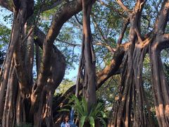 -瑞丽独树成林风景区