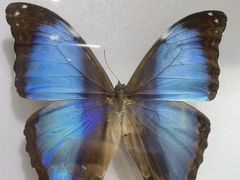 -上海昆虫博物馆