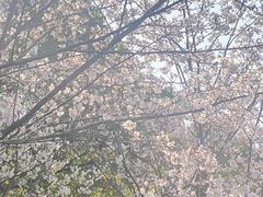 -高东镇樱花园