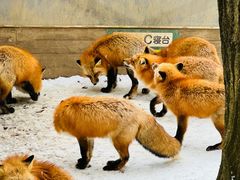 -宫城藏王狐狸村