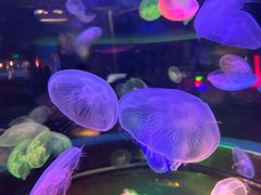 -太平洋海底世界