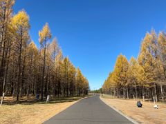 -塞罕坝国家级自然保护区