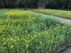 -溱湖国家湿地公园