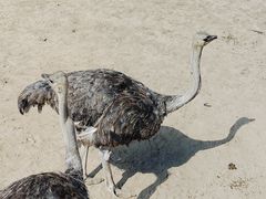 -鄂尔多斯野生动物园