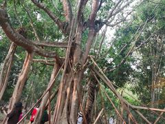 -中国科学院西双版纳热带植物园