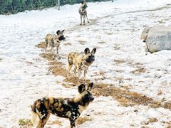 -济南野生动物世界