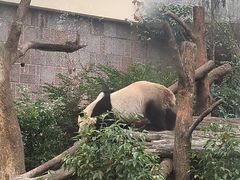 -成都动物园