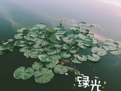 -前关湿地公园