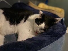-Anne猫窝咖啡屋
